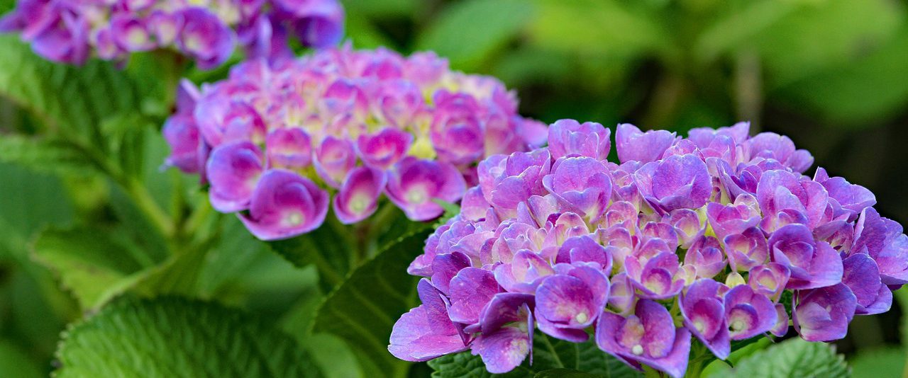 ６月22日以降のプログラム