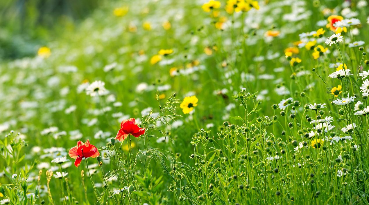 9月の親子サロン＆アンジェリ・ファミリア