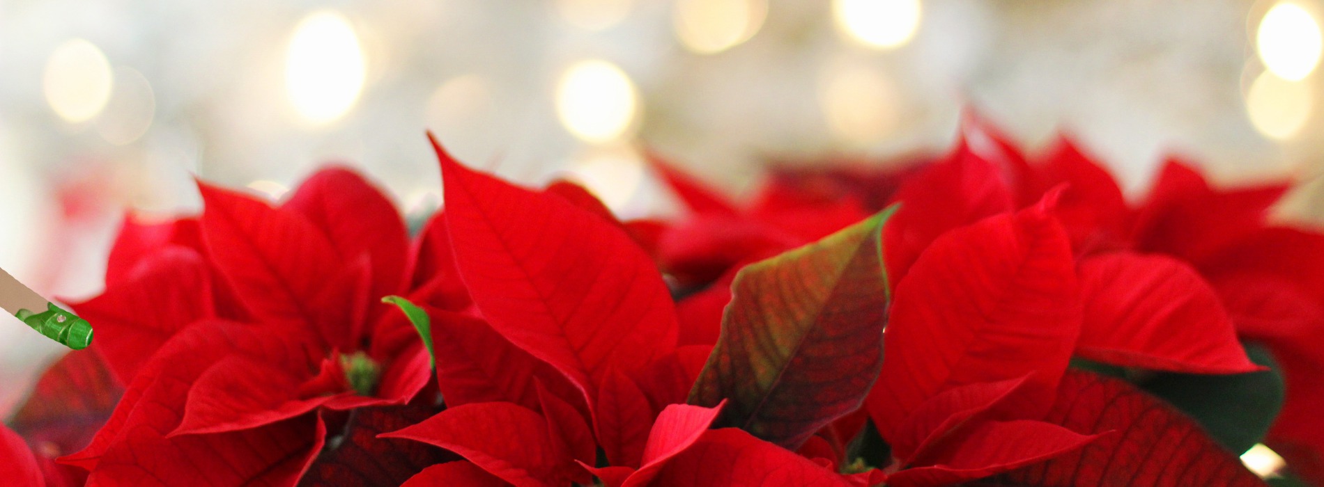 🎄クリスマス会のご案内