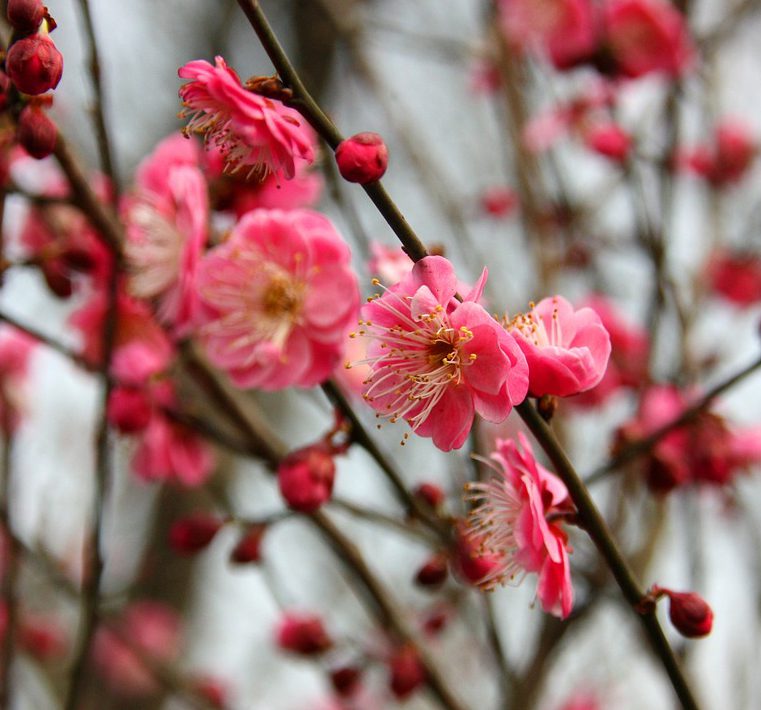 ２月のカレンダー