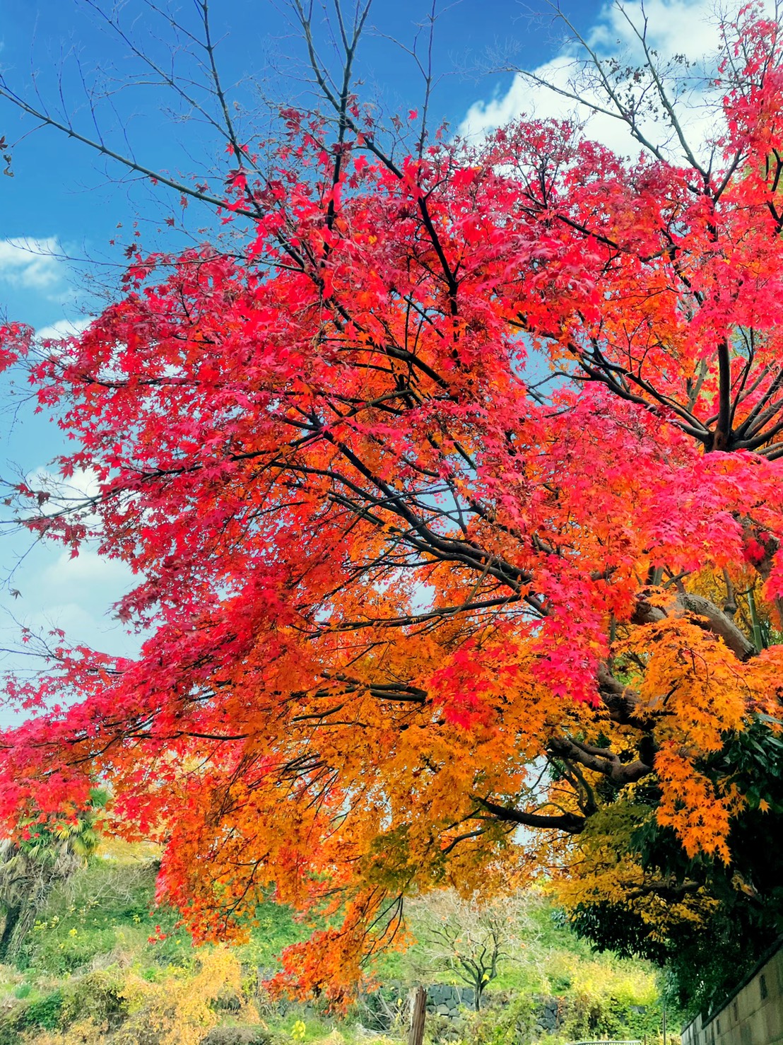11月のカレンダー