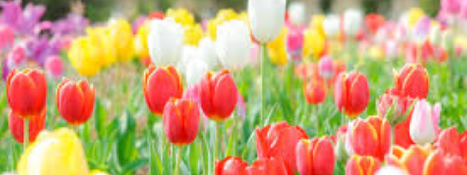 ４・５月のプログラム予定